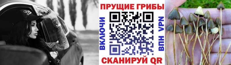 Галлюциногенные грибы мицелий  Билибино 